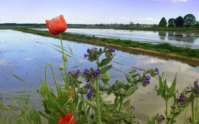 Piedmont rice paddies
