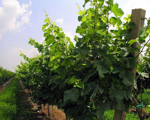 young prosecco grapes