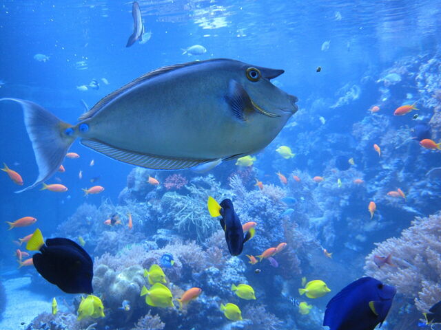 Aquarium, Genoa