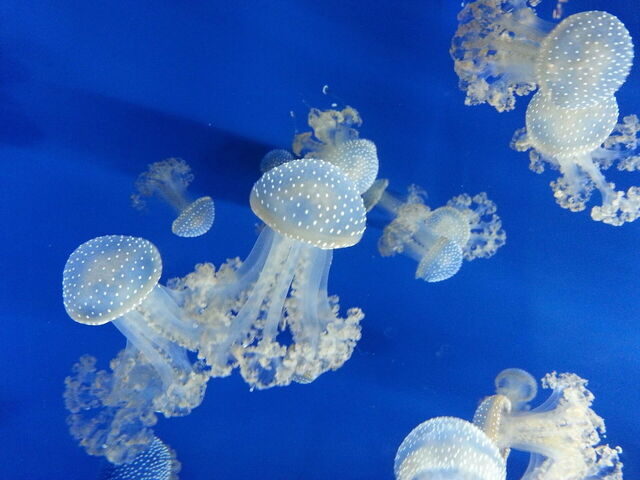 Jellyfish
