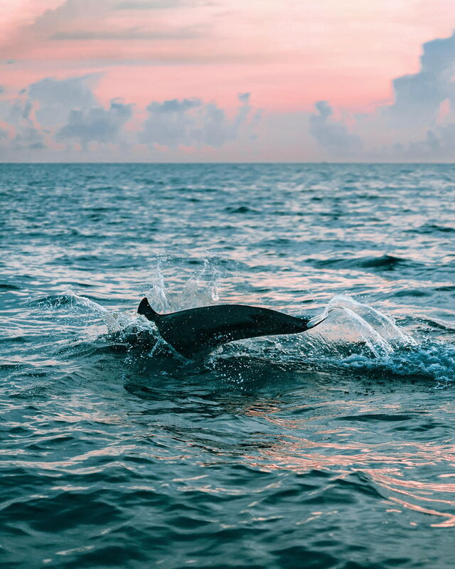 A dolphin diving