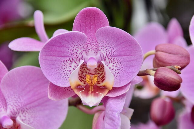 Orchid