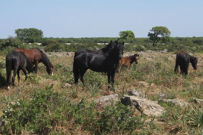 Wild horses, Giara di Gesturi