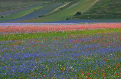 Piani di Castelluccio, blooms