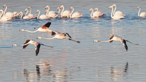Flamingoes
