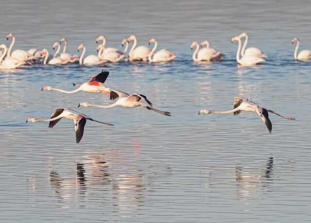 Flamingoes