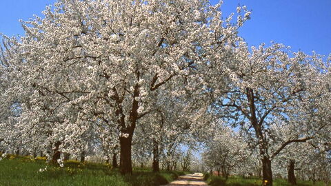 Cherry Blossoms, Vignola