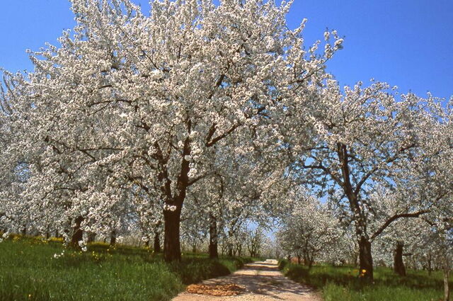 Cherry Blossoms, Vignola
