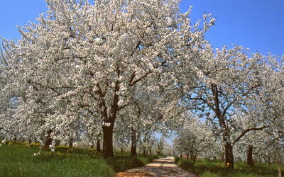 Cherry Blossoms, Vignola