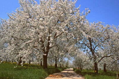 Cherry Blossoms, Vignola