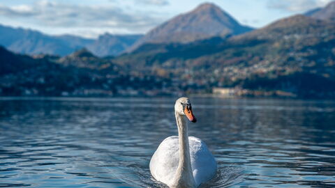 A swan in Varenna