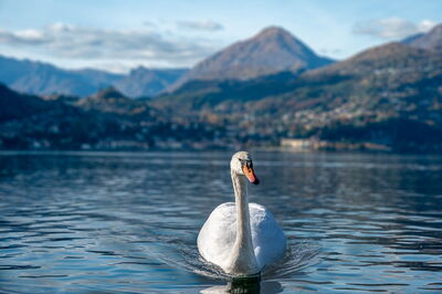 A swan in Varenna