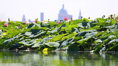 Lotus Island
