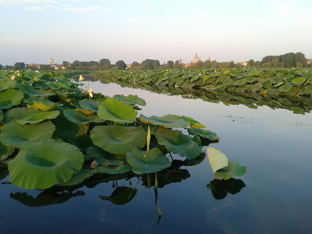 Lotus Island, waterway