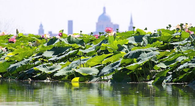 Lotus Island