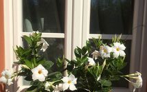 Photo submitted by guest of Uva