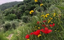 Photo submitted by guest of Villa Mastiano