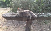 Photo submitted by guest of Val di Coreto