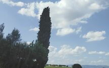 Photo submitted by guest of Villa Il Cedro