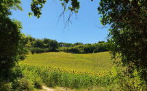 Photo submitted by guest of Gabicce Mare 603