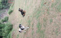 Photo submitted by guest of Baita degli Orsi