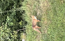 Photo submitted by guest of Alpe