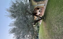Photo submitted by guest of Villa Il Cipresso