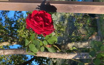 Photo submitted by guest of La Casina del Bosco