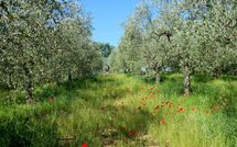 Photo submitted by guest of Podere San Bono