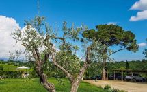 Photo submitted by guest of Podere Romina Exclusive