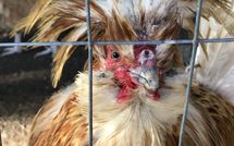 Photo submitted by guest of Rocca di Cetona