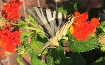 Photo submitted by guest of Casa Fiora