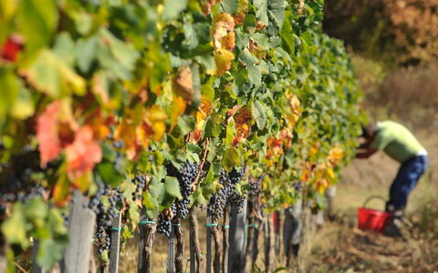 Villa Mandorlo: Plant, Food, Fruit, Agriculture, Natural Foods, Tree