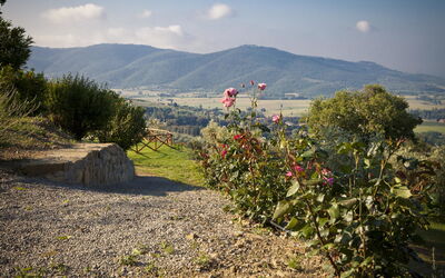 Panoramic view
