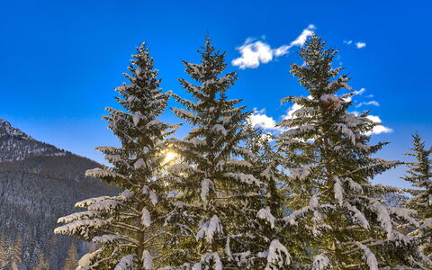The Twins Apartment - Champoluc: Tree, Shortleaf Black Spruce, Balsam Fir, Sugar Pine, Larix Lyalliisubalpine Larch, Snow, Lodgepole Pine, Oregon Pine