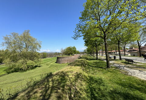 Alle Mura: Tree, Grass, Branch, Grassland, Plain, Land Lot, Groundcover, Meadow, Garden, Lawn