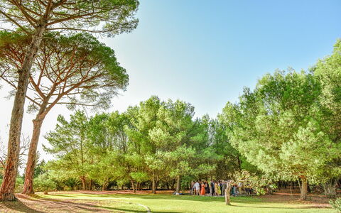 Masseria Lentisco: Tree, Natural Landscape, Nature, Green, Vegetation, Daytime, Natural Environment, Grass, Sky, Woody Plant