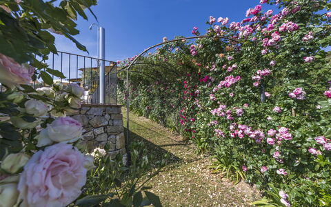 Villa Solaria: Flower, Plant, Garden Roses, Garden, Flowering Plant, Rose Family, Pink, Rose, Wall, Spring