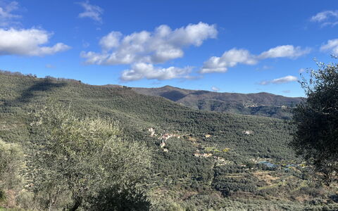 Valloria 602: Mountainous Landforms, Mountain, Vegetation, Hill, Highland, Ecoregion, Plant Community, Landscape, Wilderness, Terrain