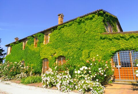 Villa Venanzo: Property, House, Green, Vegetation, Wall, Building, Cottage, Shrub, Plant, Rural Area