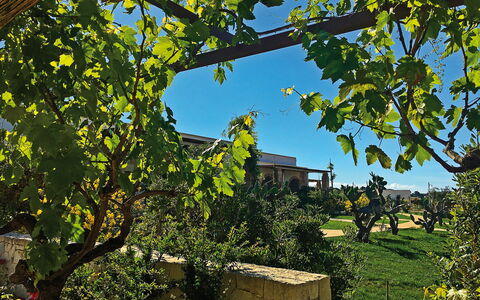 Tenuta Vigna Corallo: Tree, Leaf, Plant, Woody Plant, Branch, House, Architecture, Plane, Vitis, Building