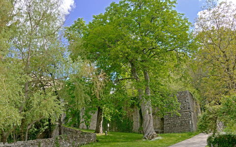 Casa Di Giulio: Leaf, Tree, Grass, Branch, Wall, Nature, Green, Vegetation, Shrub, Stone Wall