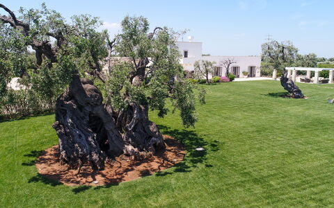 Masseria Villa Il Frantoio: Tree, Grass, Rock, Biome, Woody Plant, Land Lot, Lawn, Plant, Landscaping