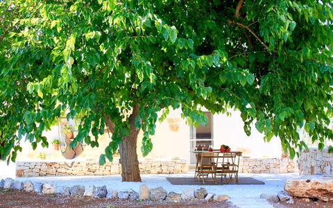 Trullo Con Piscina Per Bambini: Green, Tree, Nature, Natural Landscape, Leaf, Plant, Woody Plant, Branch, Plane, Adaptation