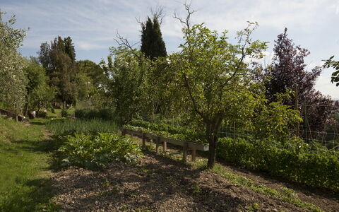 Tenuta Cambiano: Tree, Vegetation, Natural Landscape, Plant, Natural Environment, Woody Plant, Shrub, Land Lot, Plant Community, Grass