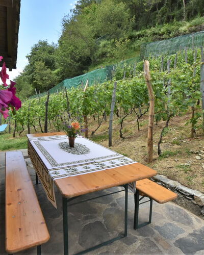 Rustico Rebustella: Plant, Table, Property, Plant Community, Flower, Nature, Botany, Outdoor Furniture, Vegetation, Shade