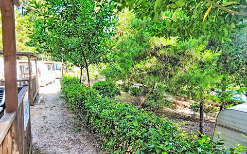 Happy Easy: Green, Leaf, Vegetation, Shrub, Garden, Shade, Spring, Woody Plant, Sunlight, Backyard