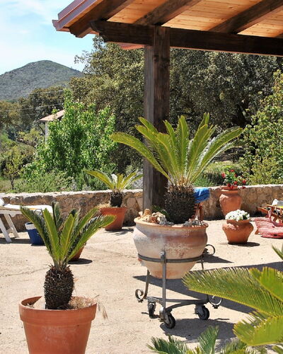 Cycas: Plant, Property, Flowerpot, Sky, Botany, Houseplant, Chair, Outdoor Furniture, Tree, Interior Design