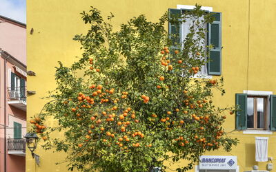 Il Marinaio