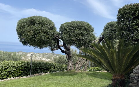 Villa Acquaro, Santa Caterina Dello Ionio, Pool, A: Leaf, Vegetation, Shrub, Woody Plant, Garden, Hedge, Landscaping, Botanical Garden, Evergreen